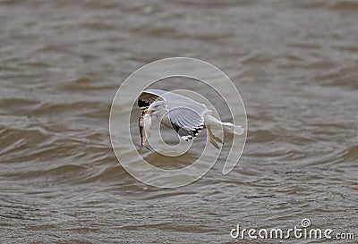 the small bird is flying over the water by itself, Stock Photo