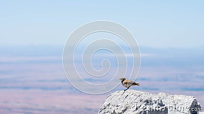 A small bird siting on a rock on top of a mountain Stock Photo