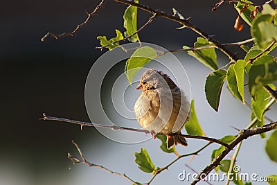 Small bird in the sun Stock Photo
