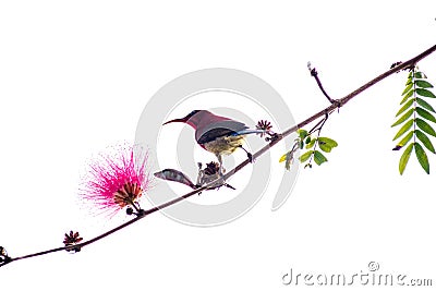 Small bird sunbird on a branch in white background pink flower Stock Photo