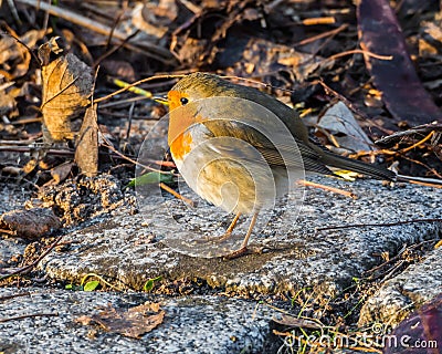 Sunlit cute robin standing on stones on the ground Stock Photo