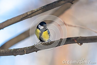 Small bird tomtit sits on snow Stock Photo