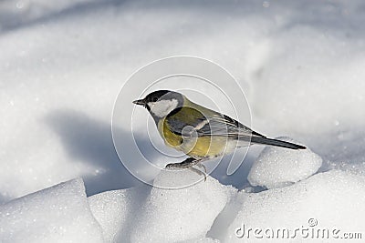 Small bird tomtit sits on snow Stock Photo