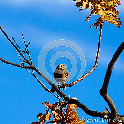 The small bird on the tree Stock Photo