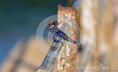 Small bird, Wire-tailed Swallow, Hirundo smithii, perched Stock Photo