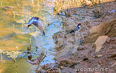 Small bird, Wire-tailed Swallow, Hirundo smithii, lake side Stock Photo