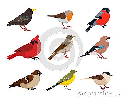 Small Birds icons in different poses isolated on white Vector Illustration