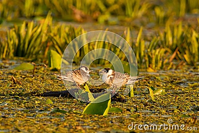 Small birds in Danube delta , bird mating call , wildlife bird watching. Stock Photo