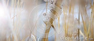 An small birds in Germany hidden between white feather Pampas grass. Stock Photo