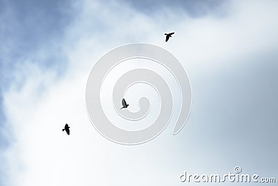 Small birds Stock Photo