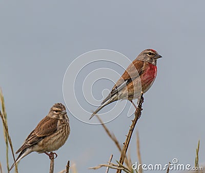 The small birds of the summer! Stock Photo