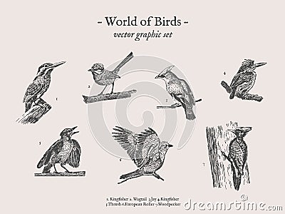 Small birds vector drawings set Vector Illustration