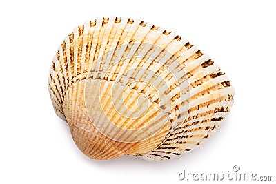 Small bivalve seashell isolated on white background, top view. Shell warm shades Stock Photo