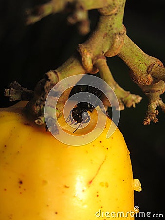 Bee feeding on fruit, Cashew (Anacardium occidentale) Stock Photo
