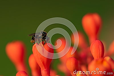 A small black bee taking nectar from a red flower Stock Photo