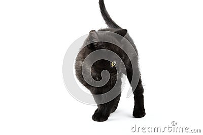 Small black British Shorthair kitten isolated on white background Stock Photo