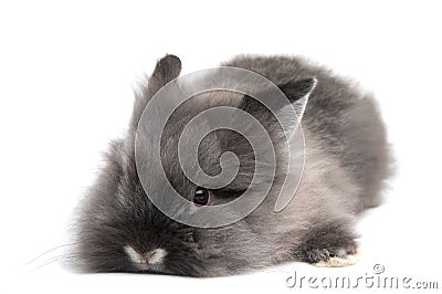 Small black bunny on white background Stock Photo