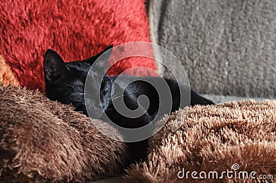 a small black cat lies on colorful fluffy pillows Stock Photo