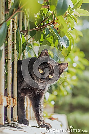 Small black cat squeezing through a white fence on a wall, surrounded by green leaves. Trying to reach the camera to inspect it Stock Photo