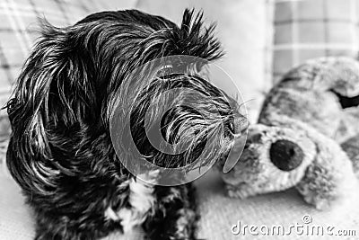 A small black cockerpoo dog in black and white Stock Photo