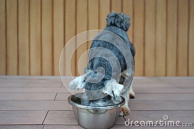 Small black color mix breed dog having his meal in stainless steel bowl on the floor Stock Photo