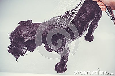 Small black dog having a bath Stock Photo