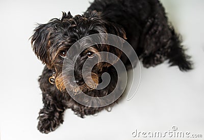 Small Black dog lying down on white Stock Photo