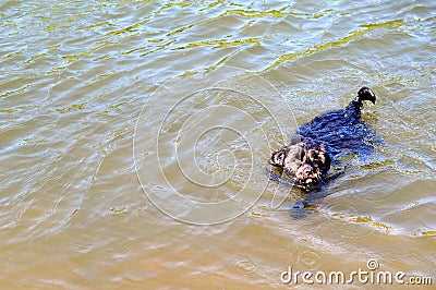 A small black dog swims in the water for aport Stock Photo