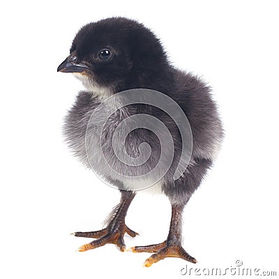 Small black fluffy chicken isolated on white Stock Photo