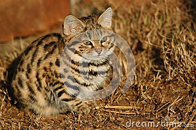 Small Black Footed Cat ( felis negripes ) Stock Photo