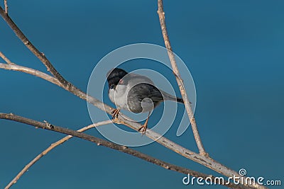 Small black head sparrow Stock Photo