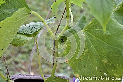 Small Black Insect on Dirty Green Leaves of a Plant Stock Photo