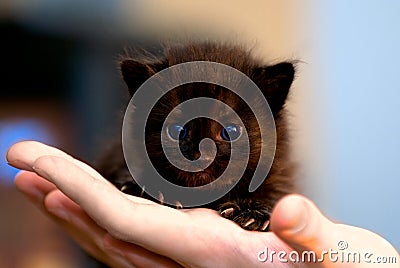 Small black kitten Stock Photo