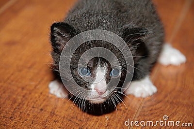 A small black kitten being curious Stock Photo