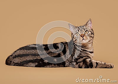 Small black marble british kitten Stock Photo