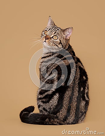 Small black marble british kitten Stock Photo