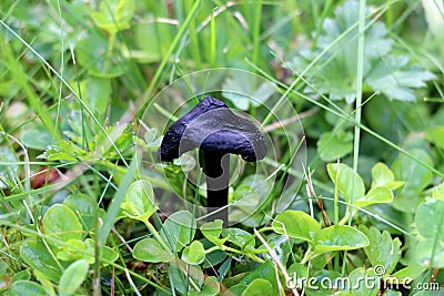 Small black mushroom Stock Photo