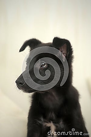 Small black puppy pooch Stock Photo