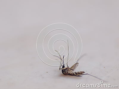 Small black stripes tropical mosquito insect closeup Stock Photo