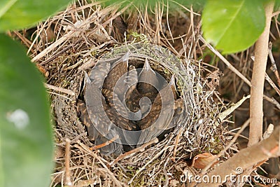Small Blackbirds Just Leave The Egg In The Nest Stock Photo