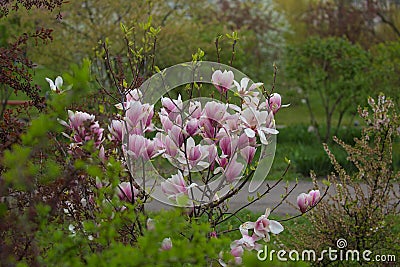 Small blooming pink magnolia tree in the city park. Stock Photo