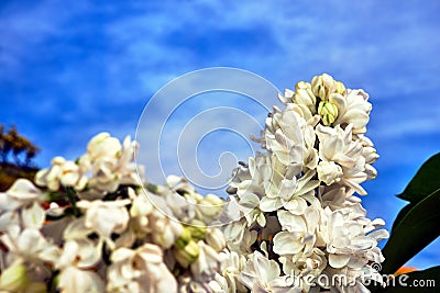 Small, blooming white lilac flowers in the spring Stock Photo