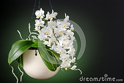 A small blooming white orchid of genus phalaenopsis, variety Soft Cloud, in ceramic hanging pot Stock Photo