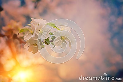 Small blossoming branch of appletree on blurred sunny background Stock Photo