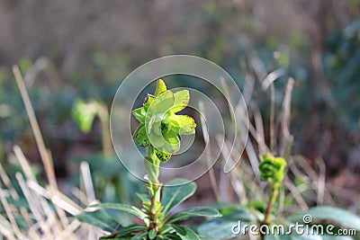 Small blossoming plant Stock Photo