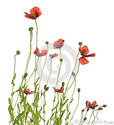 Small blossoming poppies isolated on white background Stock Photo