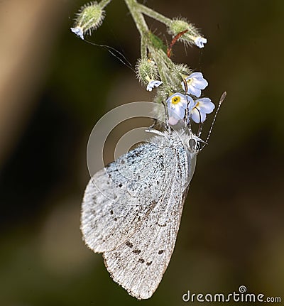 Small Blue Butterfly (Cupido minimus) Stock Photo