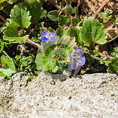 Flowers blue - Speedwell flower - Veronica filiformis Stock Photo