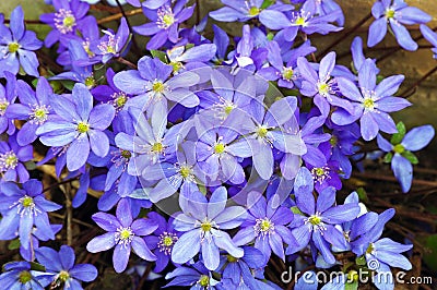 Small blue flowers Stock Photo