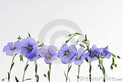 Small blue flowers Stock Photo